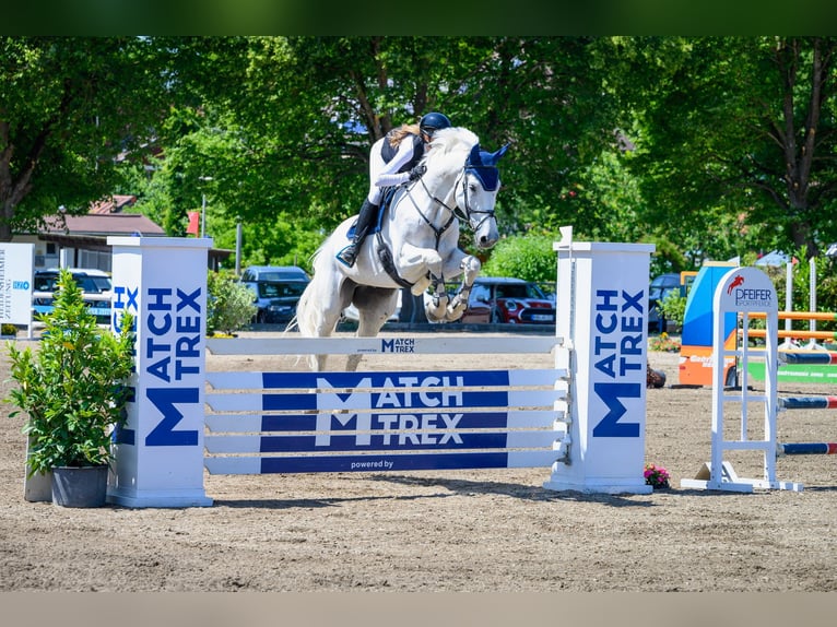 KWPN Castrone 13 Anni 175 cm Grigio in Heidenheim an der Brenz KWPN Castrone 13 Anni 175 cm Grigio in Heidenheim an der Brenz