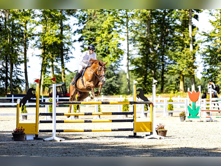 KWPN Castrone 13 Anni 175 cm Sauro in Stękiny