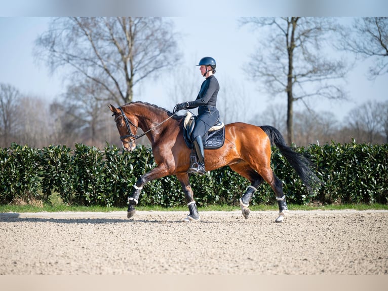 KWPN Castrone 13 Anni 176 cm Baio in Denekamp