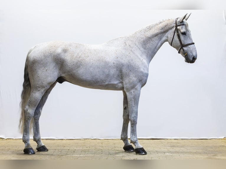 KWPN Castrone 13 Anni 178 cm  in Waddinxveen