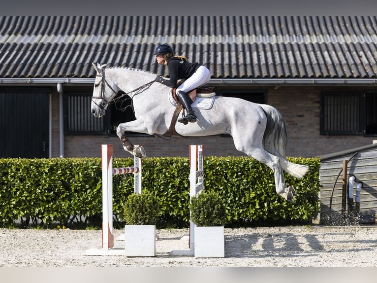 KWPN Castrone 13 Anni 178 cm  in Waddinxveen
