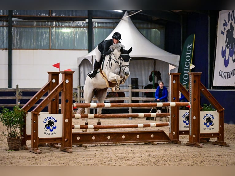 KWPN Castrone 14 Anni 162 cm Grigio in Oosteind