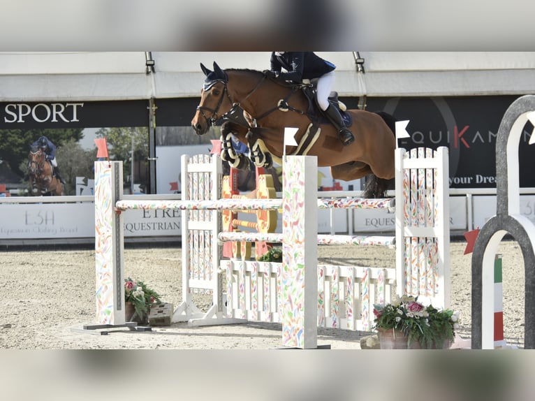 KWPN Castrone 14 Anni 165 cm Baio in Herzogenbuchsee