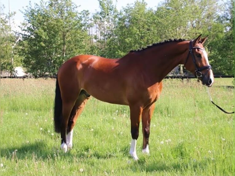 KWPN Castrone 14 Anni 165 cm Baio in Harkema