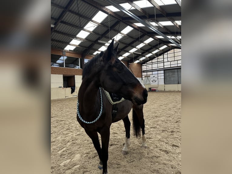 KWPN Castrone 14 Anni 165 cm Baio scuro in Perl