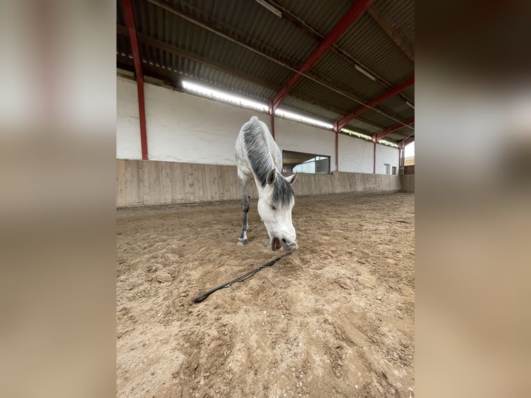 KWPN Mix Castrone 14 Anni 165 cm Grigio pezzato in Hügelsheim