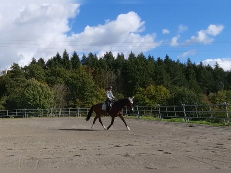 KWPN Castrone 14 Anni 166 cm Baio scuro in Boppard