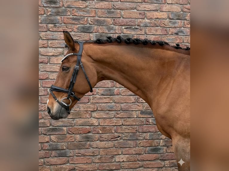 KWPN Castrone 14 Anni 167 cm Baio in Niederkassel