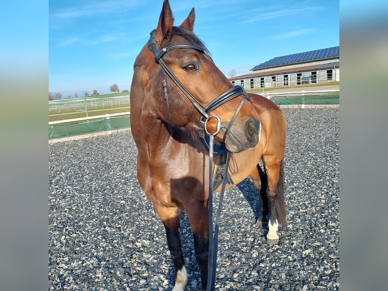 KWPN Castrone 14 Anni 168 cm Baio in Deißlingen
