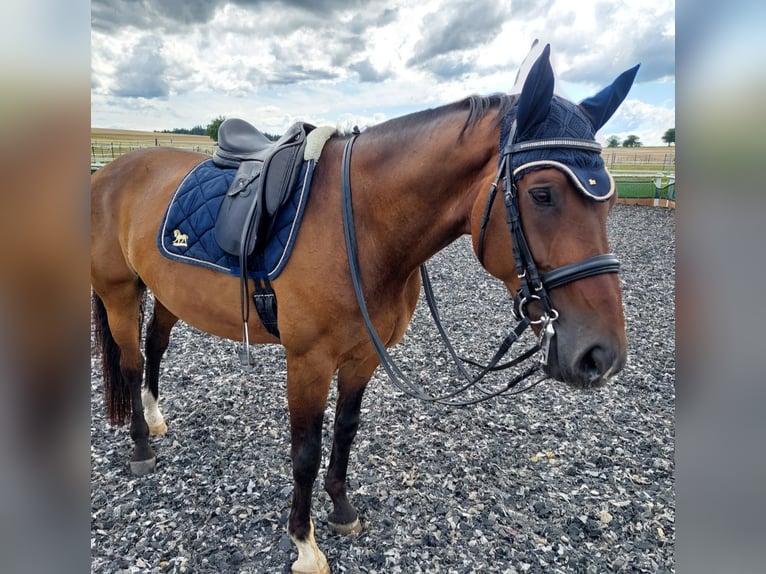 KWPN Castrone 14 Anni 168 cm Baio in Deißlingen