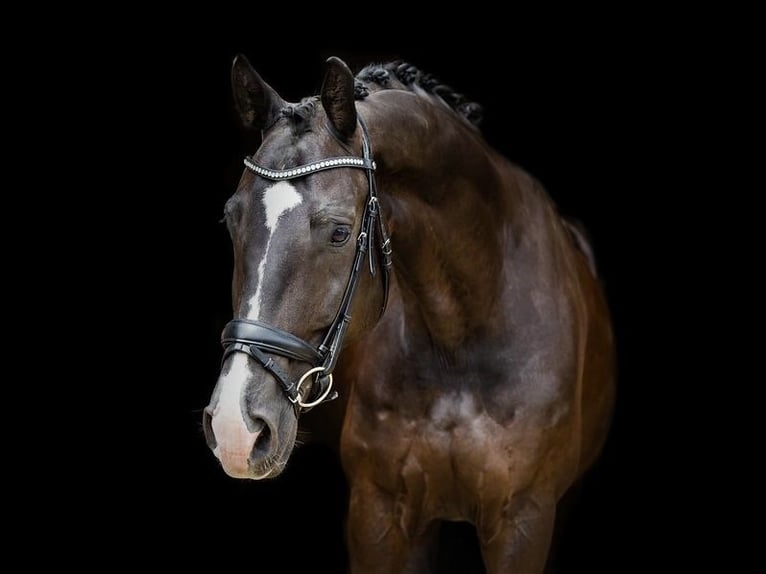 KWPN Castrone 14 Anni 168 cm Morello in Maastricht