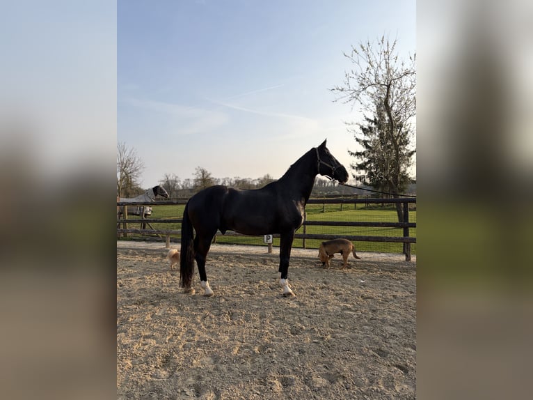 KWPN Castrone 14 Anni 168 cm Morello in Maastricht