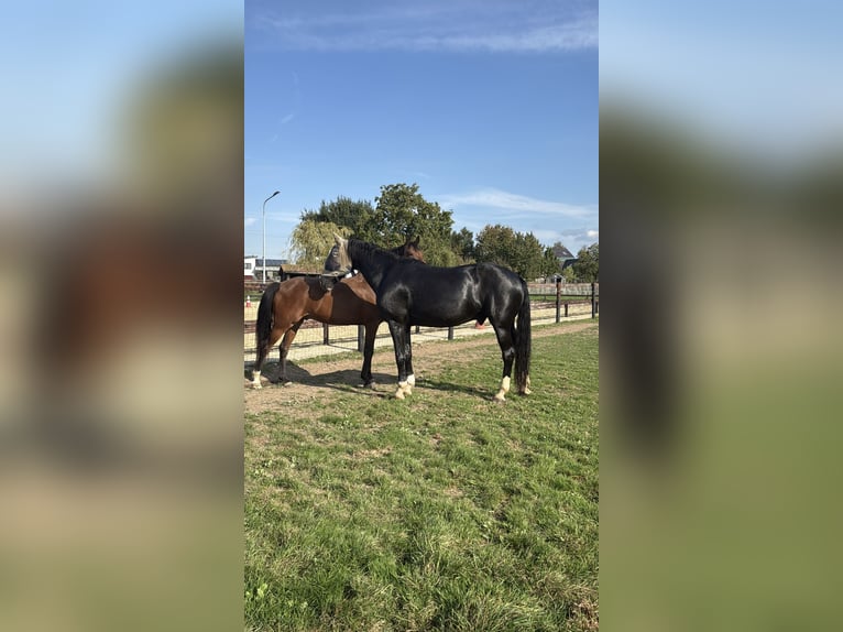 KWPN Castrone 14 Anni 168 cm Morello in Maastricht