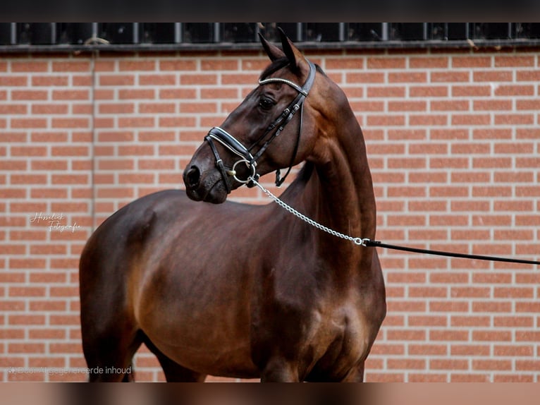 KWPN Castrone 14 Anni 170 cm Baio scuro in Emsbüren