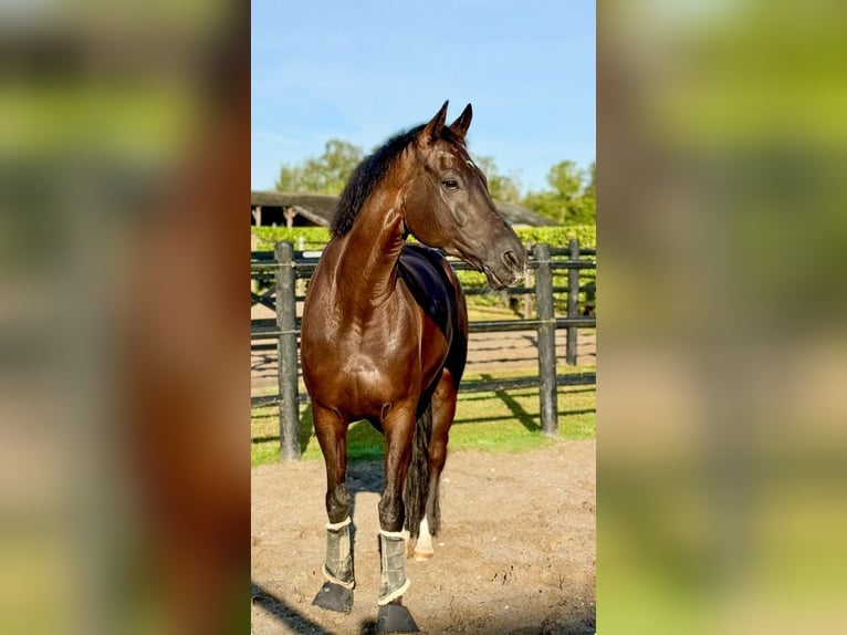 KWPN Castrone 14 Anni 170 cm Morello in Alkmaar