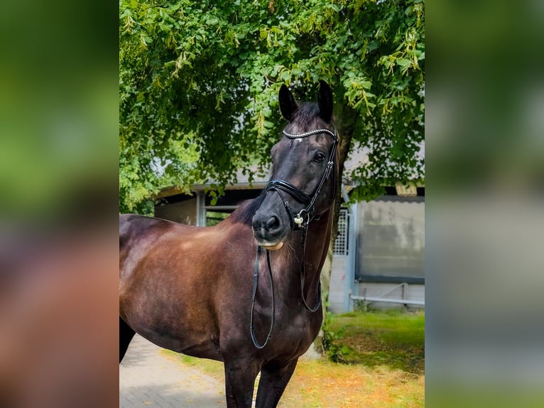 KWPN Castrone 14 Anni 170 cm Morello in Alkmaar