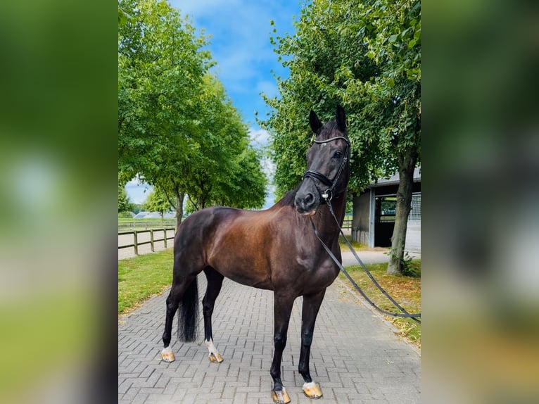 KWPN Castrone 14 Anni 170 cm Morello in Alkmaar