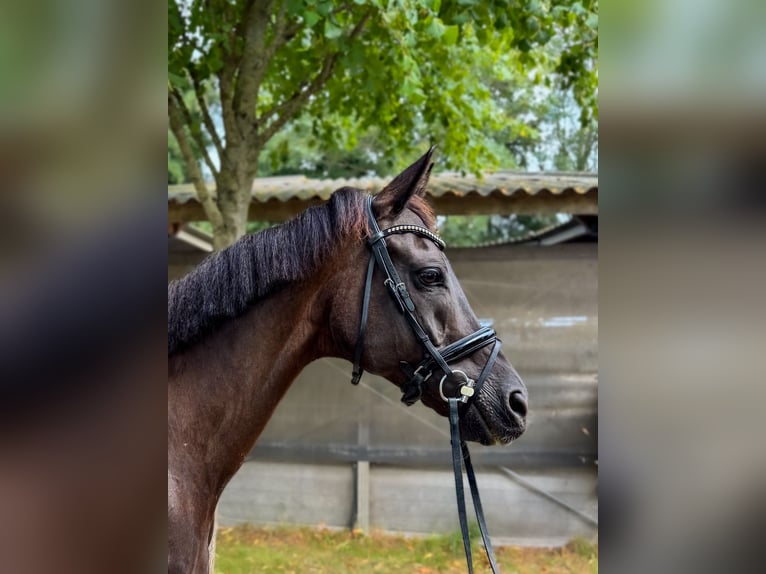KWPN Castrone 14 Anni 170 cm Morello in Alkmaar