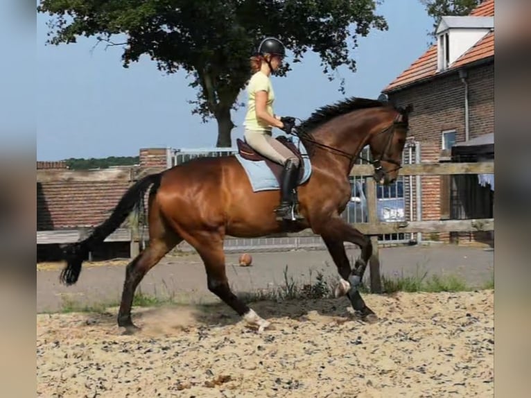 KWPN Castrone 14 Anni 172 cm Baio in Venray