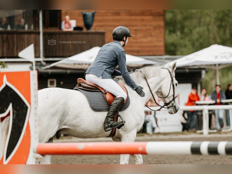 KWPN Castrone 14 Anni 172 cm Grigio trotinato in Schladming