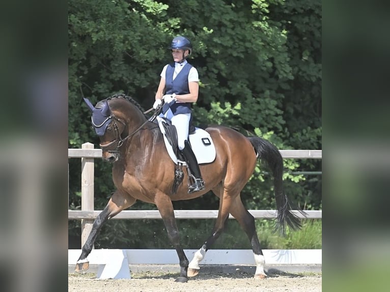 KWPN Castrone 14 Anni 173 cm Baio in Heeswijk-Dinther