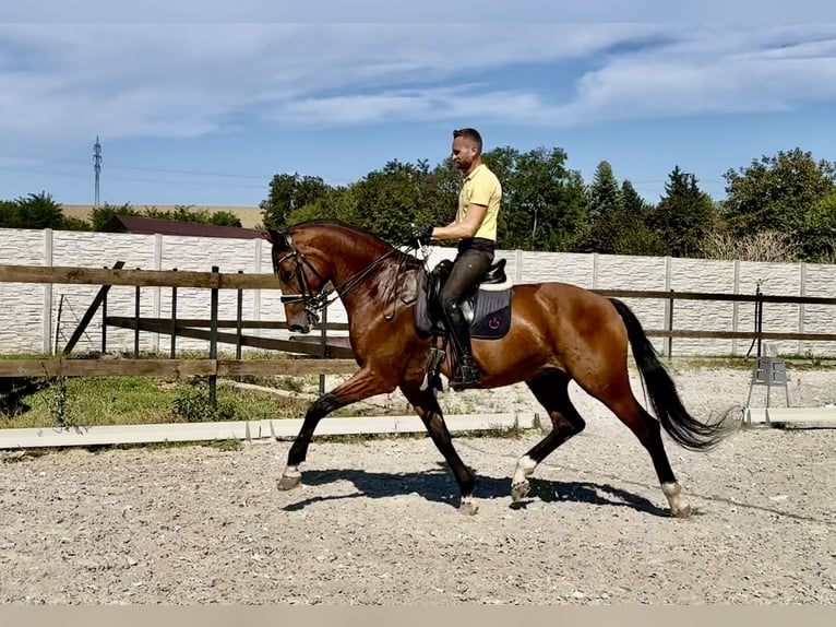 KWPN Castrone 14 Anni 173 cm Baio ciliegia in Nitra