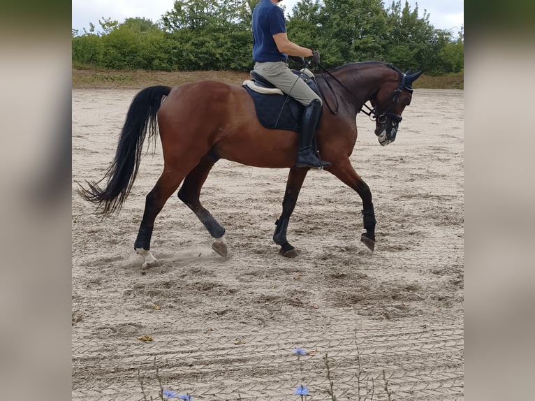 KWPN Castrone 14 Anni 174 cm Baio in Wiesloch