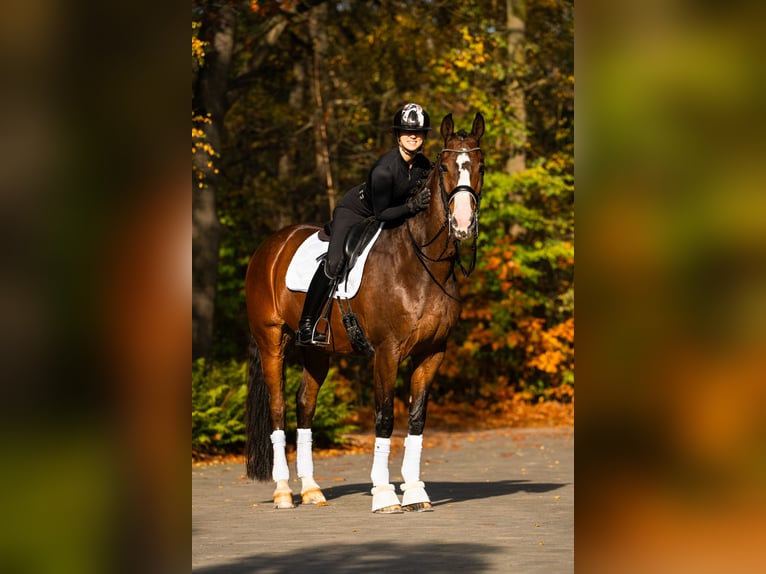 KWPN Castrone 14 Anni 174 cm Baio ciliegia in Mol