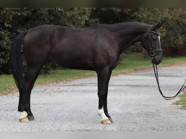 KWPN Castrone 14 Anni 175 cm Baio in Dobrá, Czech Republic