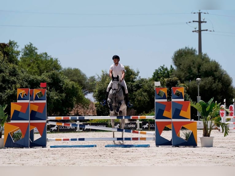 KWPN Castrone 14 Anni 180 cm Grigio in Solarino