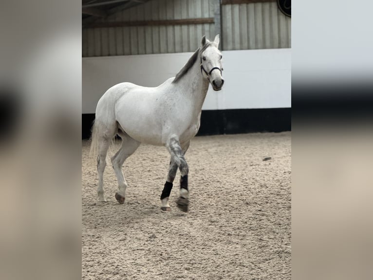 KWPN Castrone 14 Anni 181 cm Grigio in Bonheiden