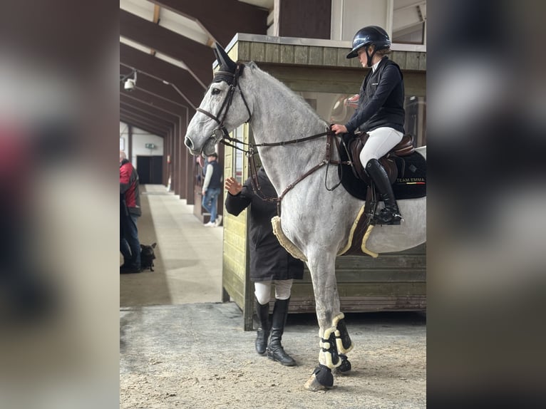 KWPN Castrone 14 Anni 181 cm Grigio in Bonheiden
