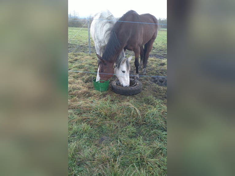 KWPN Mix Castrone 15 Anni 165 cm Grigio pezzato in Hügelsheim