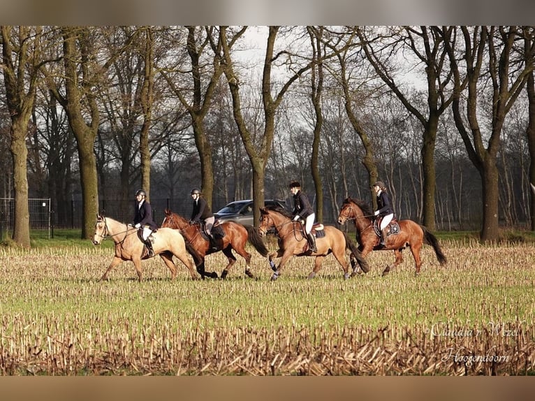 KWPN Castrone 15 Anni 168 cm Baio in Amsterdam