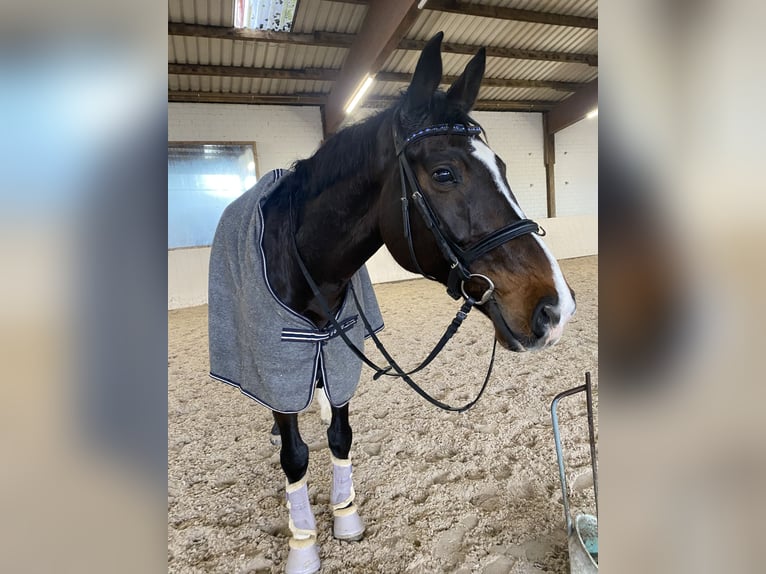KWPN Castrone 15 Anni 168 cm Baio scuro in Gundelfingen