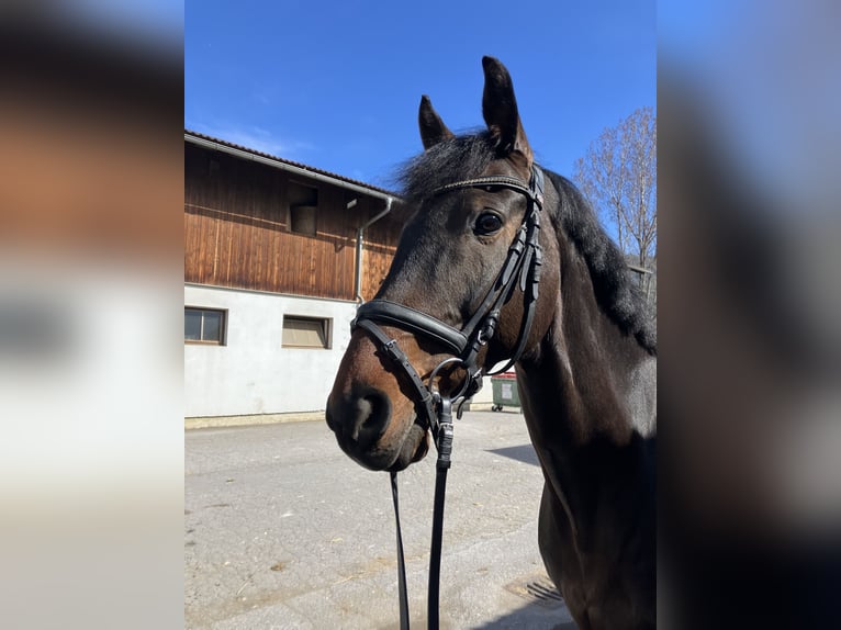 KWPN Castrone 15 Anni 169 cm Baio scuro in Telfs