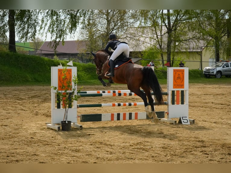 KWPN Castrone 15 Anni 170 cm Baio in K&#xF6;sching