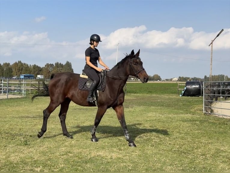 KWPN Mix Castrone 15 Anni 170 cm Baio scuro in Modena