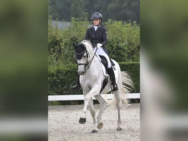 KWPN Castrone 15 Anni 170 cm Grigio in Sint-Oedenrode