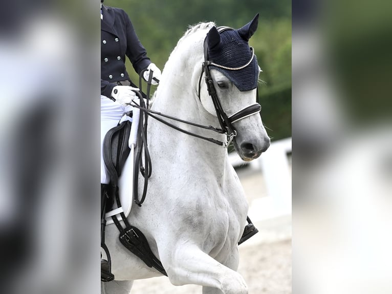 KWPN Castrone 15 Anni 170 cm Grigio in Sint-Oedenrode