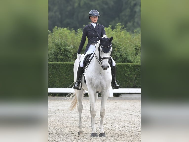 KWPN Castrone 15 Anni 170 cm Grigio in Sint-Oedenrode