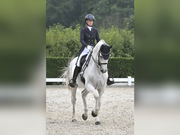 KWPN Castrone 15 Anni 170 cm Grigio in Sint-Oedenrode