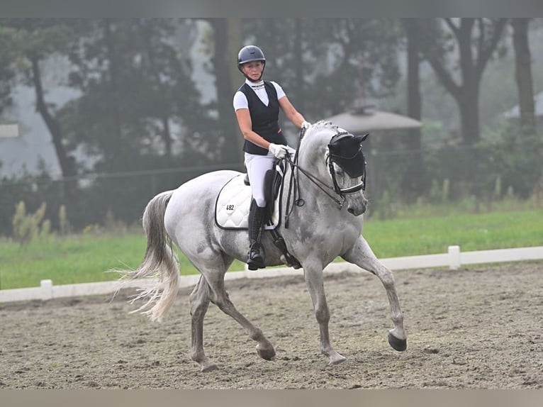 KWPN Castrone 15 Anni 170 cm Grigio in Sint-Oedenrode