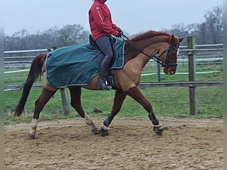 KWPN Castrone 15 Anni 170 cm Sauro in Bramsche