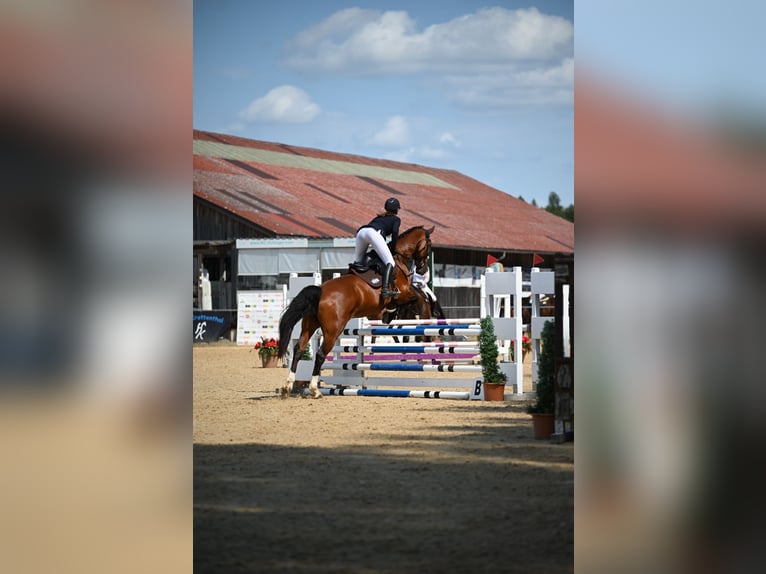 KWPN Castrone 15 Anni 172 cm Baio in K&#xF6;sching