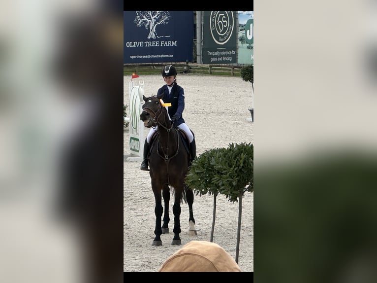 KWPN Castrone 15 Anni 172 cm Baio scuro in Putte