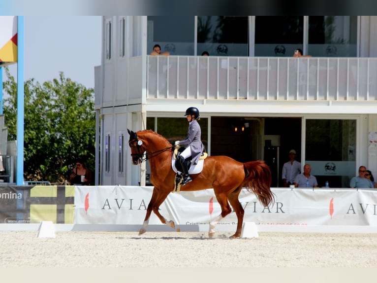KWPN Castrone 15 Anni 173 cm Sauro in Madrid