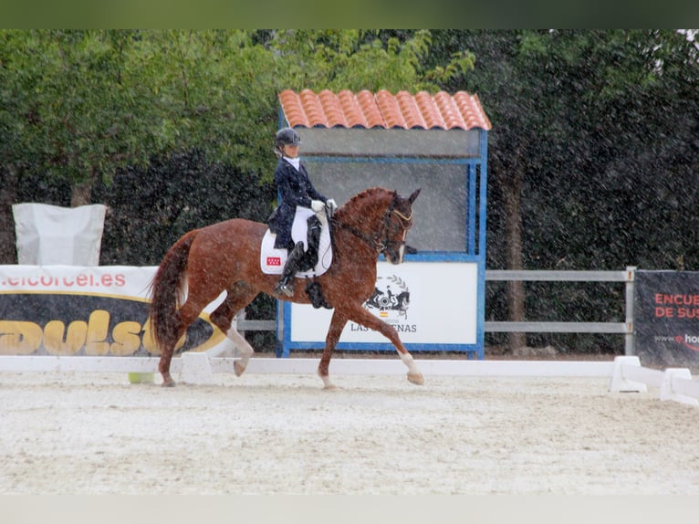 KWPN Castrone 15 Anni 173 cm Sauro in Madrid