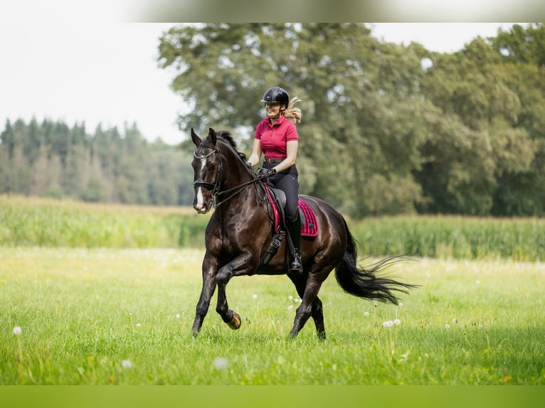 KWPN Castrone 15 Anni 174 cm Morello in Onnen