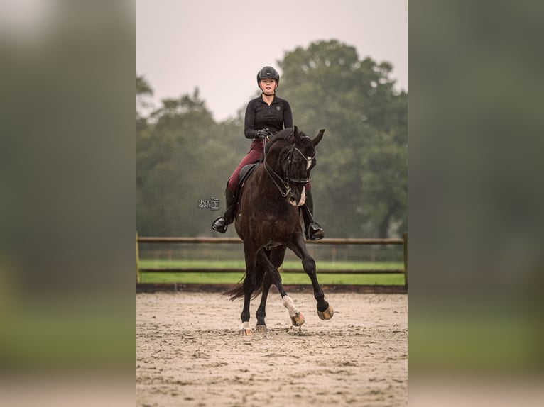 KWPN Castrone 15 Anni 174 cm Morello in Onnen